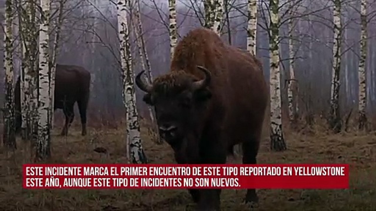 Hombre es arrestado después de patear a un bisonte en el Parque Nacional de Yellowstone