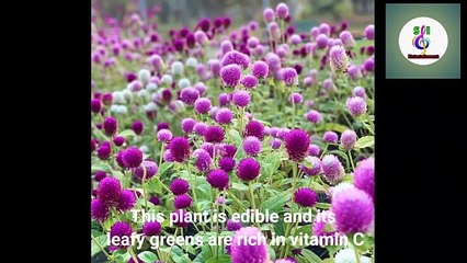 FLOWERS THAT BLOOM IN SUMMER