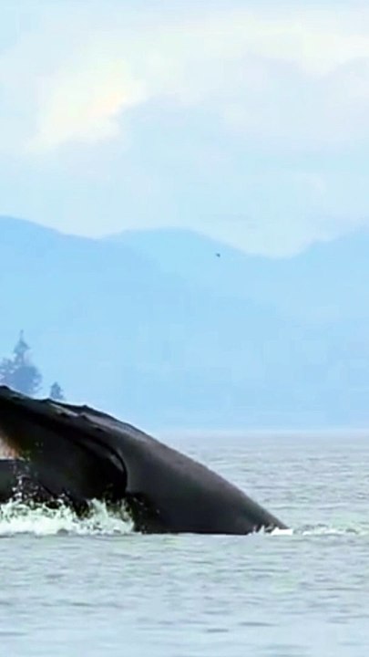 Gentle Giant Humpback Feeding Near Beach