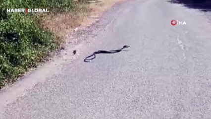 Elazığlı vatandaş yılanların çiftleşme dansını görünce telefona sarıldı