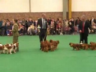 Lots Elevages Cavaliers King Charles