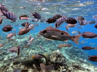 Binlerce deniz canlısı bir arada: Port Sudan Dalgıç Kulübe