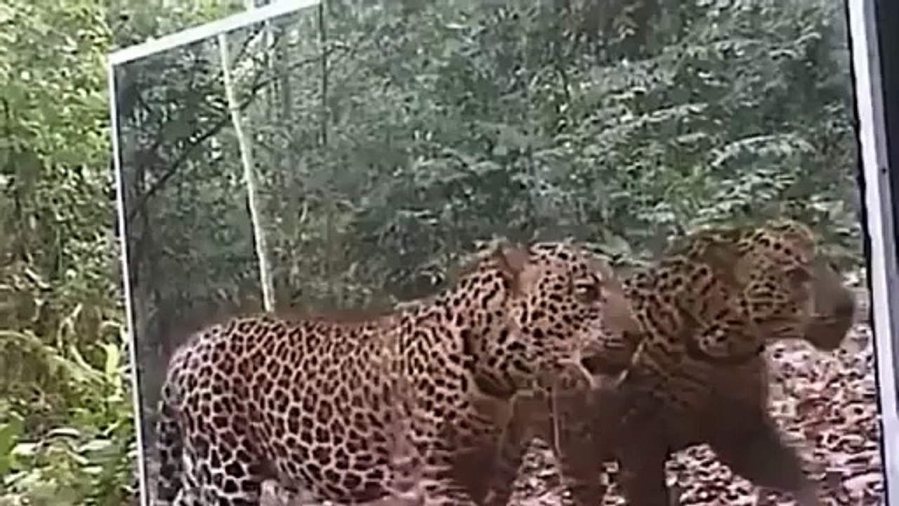 Leopardo tem reação inusitada ao ver seu reflexo no espelho