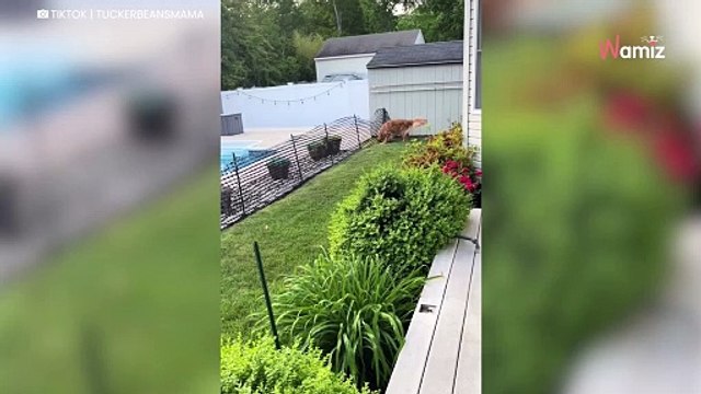Video. «Scusa?»: quello che fa il Golden Retriever in giardino fa ridere milioni di internauti