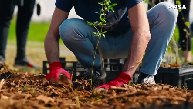 La forestazione in Italia, iniziative e progetti per la tutela del capitale naturale