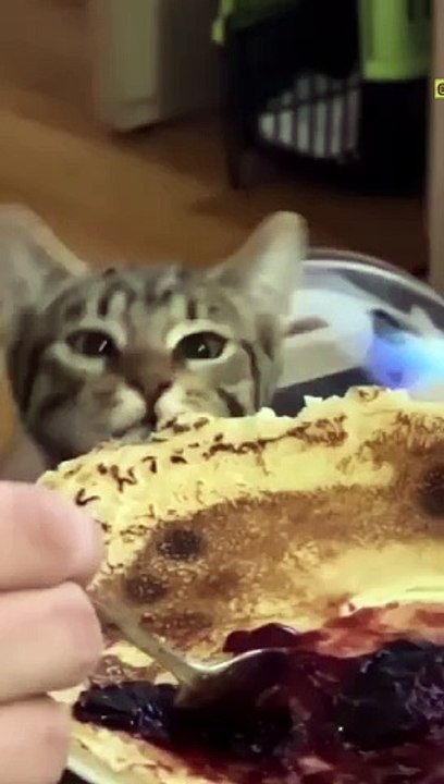 Cat funny moments