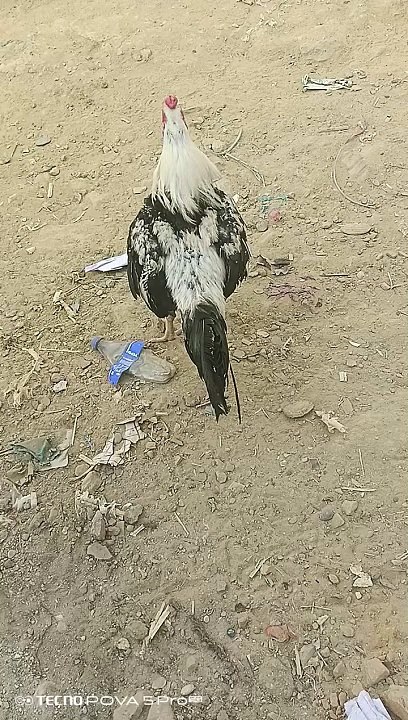 VID_20240602_174931