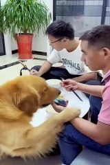 Most funny video with chains dog