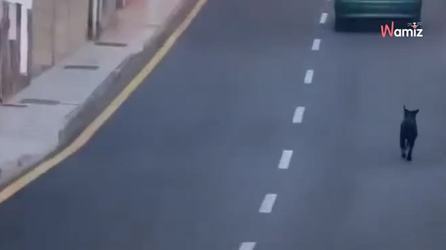 Un homme jette son chien par la fenêtre de sa voiture et s'en va (Vidéo)