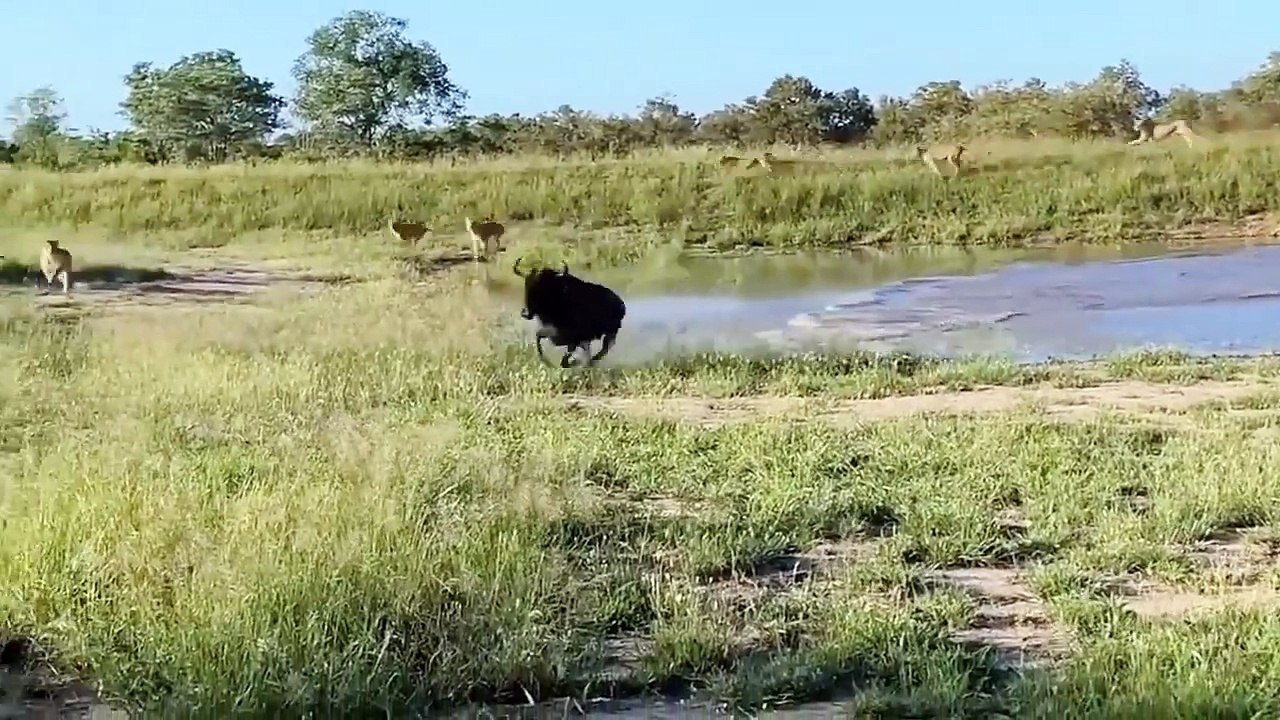 8 MOST AWESOME ANIMAL ESCAPES IN THE WORLD!|أروع 8 حيوانات تهرب في العالم!|दुनिया में 8 सबसे भयानक जानवरों की भागने की घटनाएँ!!