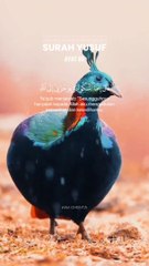 tha Holly quran  and bird vedio