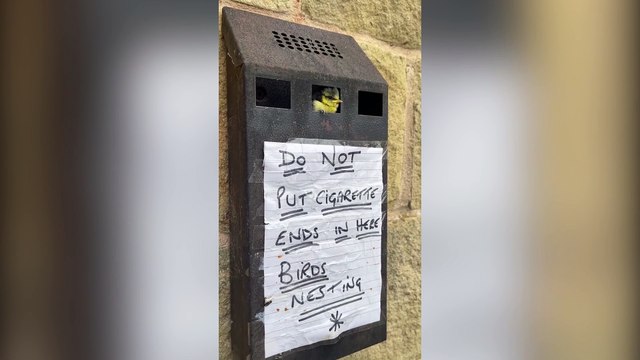 Adorable family of blue tits turn town hall bin into their home