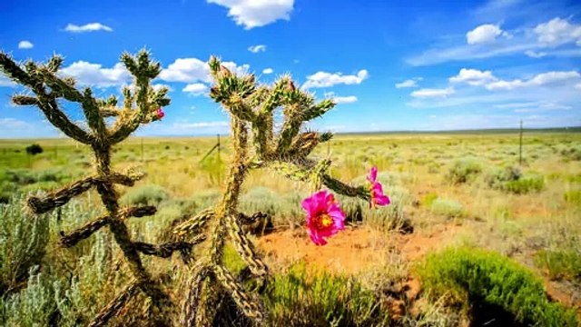 Never judge by looks | Poetic version of famous Moral Story The Proud Rose