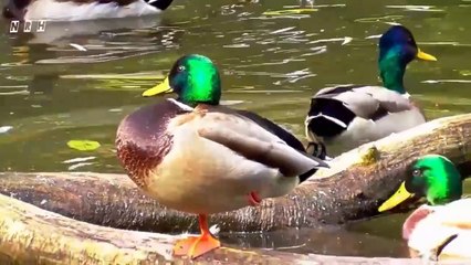 Relaxation film with beautiful nature, birds, flowers, peaceful animals & relax music