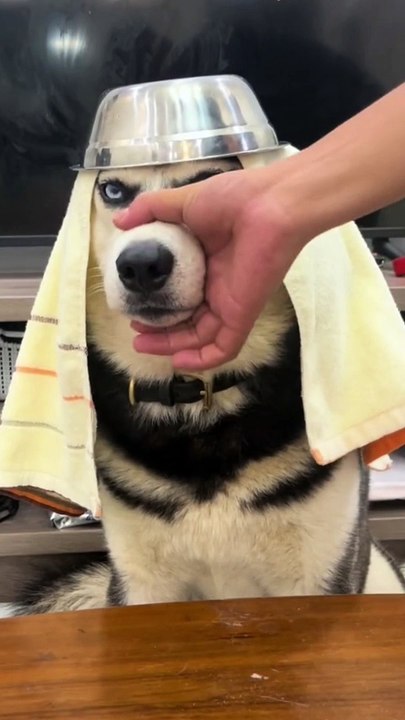 Dog funny/ funny