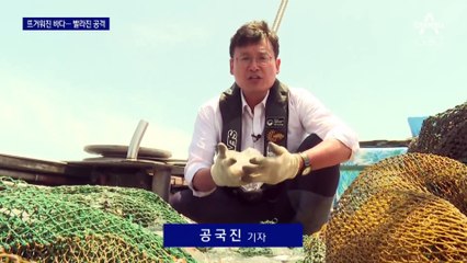뜨거워진 바다…빨라진 해파리의 습격
