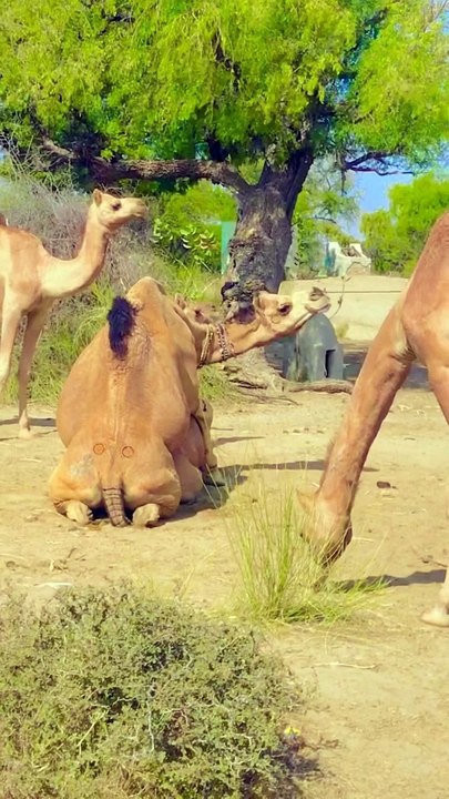 Crazy Camel
