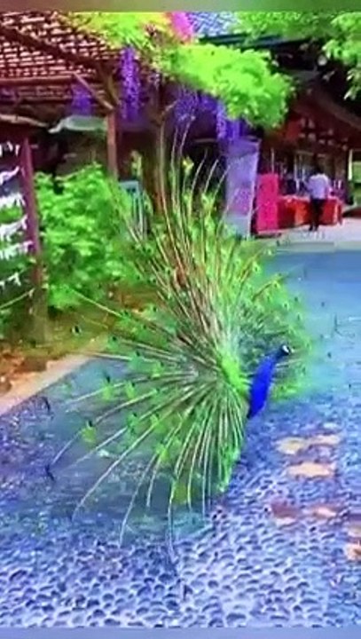 VID