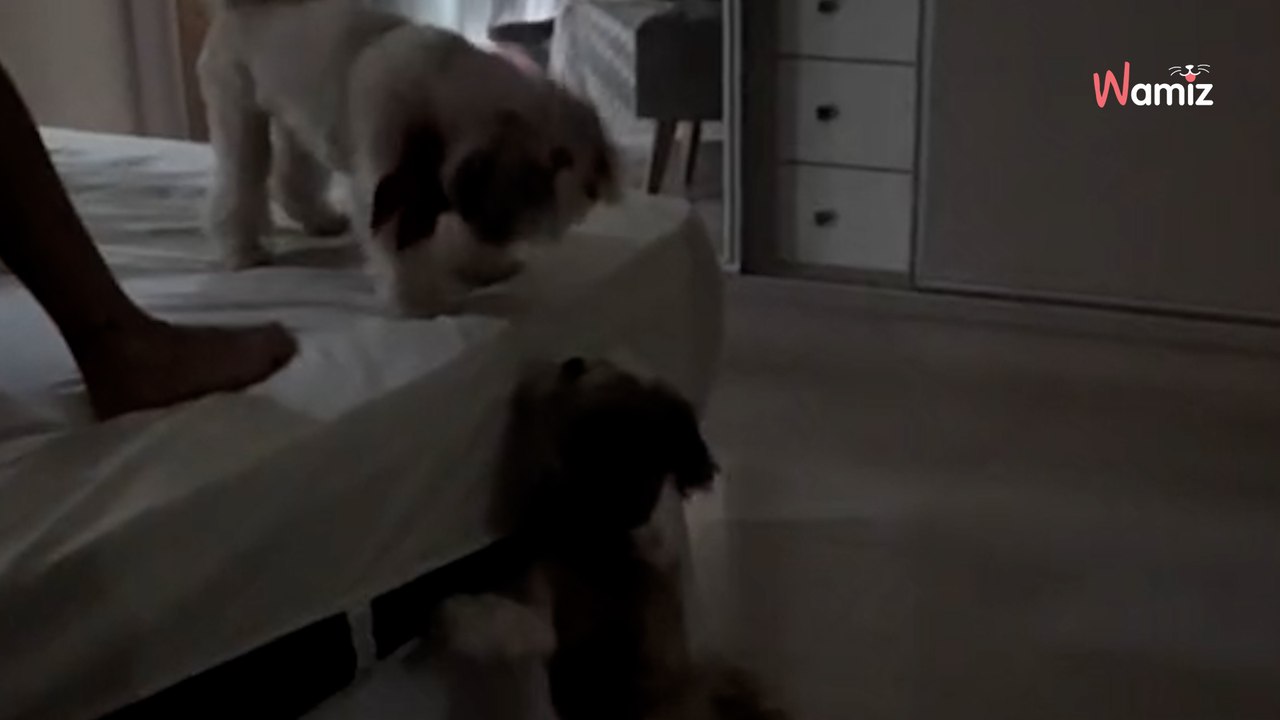 Une famille décide de déménager : leur chien va faire une rencontre qui va égayer ses journées