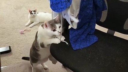 Cat Is Crazy About Pajama Pants String
