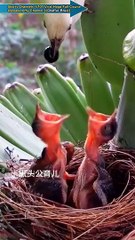 माँ मुझे खिलाओ ना मुझे भूख लगी हैmama mujha khilao na mujha bhook lagi ha