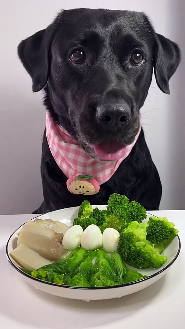 ⁣Dog eiting #dog #viral #shorts