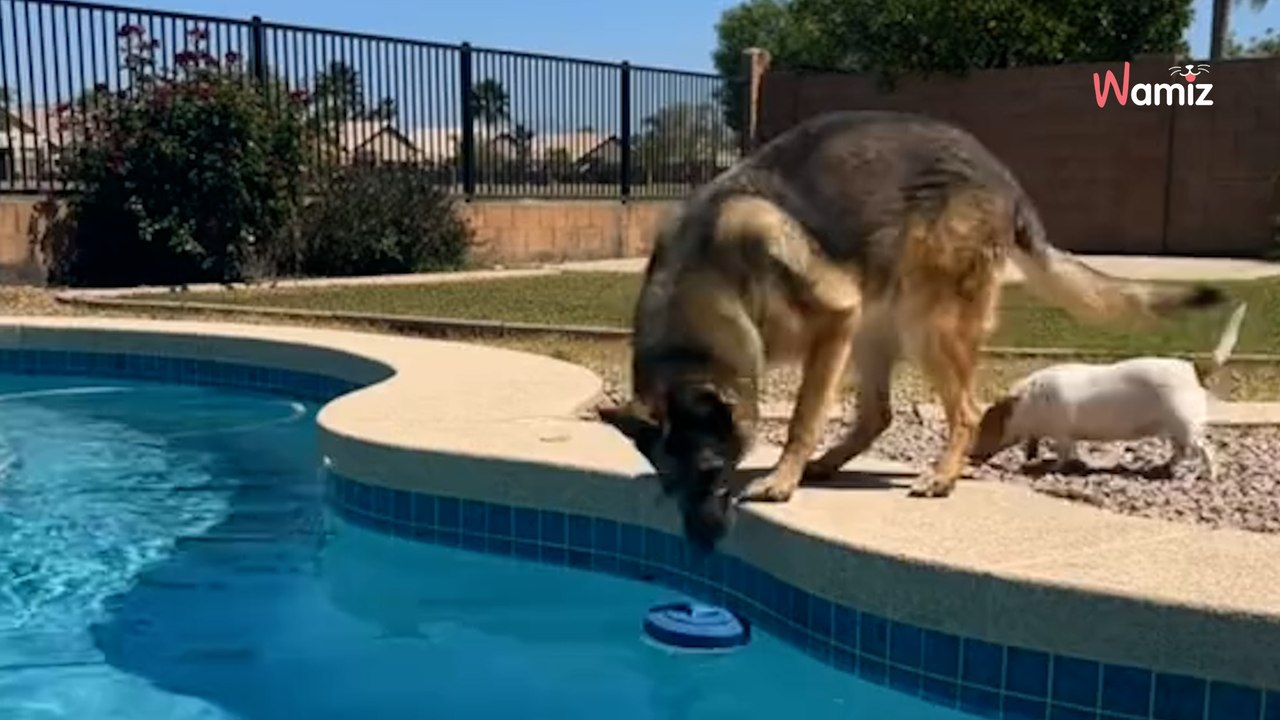 Schäferhund entdeckt neuen Pool im Garten: Was folgt, muss man gesehen haben