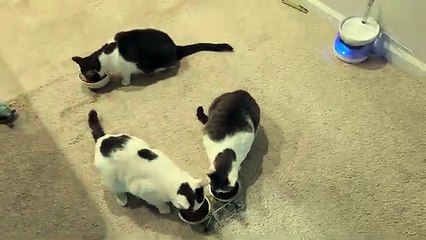 Cats Brother Steal Lady Cat Food