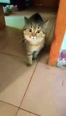 Billy Ka￼ power #abcvlogs #realfoolsteam #shortvideo #ajaypoper #ajaypopercomedyvideo  ￼