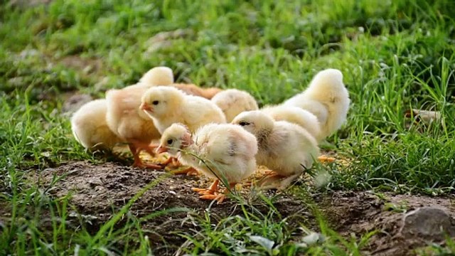 Chicks on ground