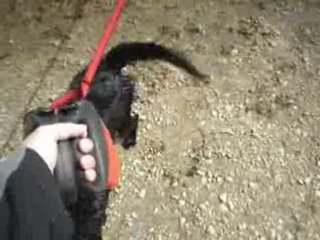 bramble et georgie au lac 2