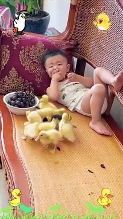 Baby And Duck Chiks Eating Food Together | Baby And Duck Chiks Playing with Each other | Satisfying