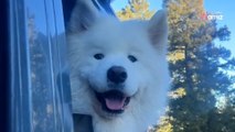 Moment Samoyed realises he's moving to the mountains makes everyone's heart melt