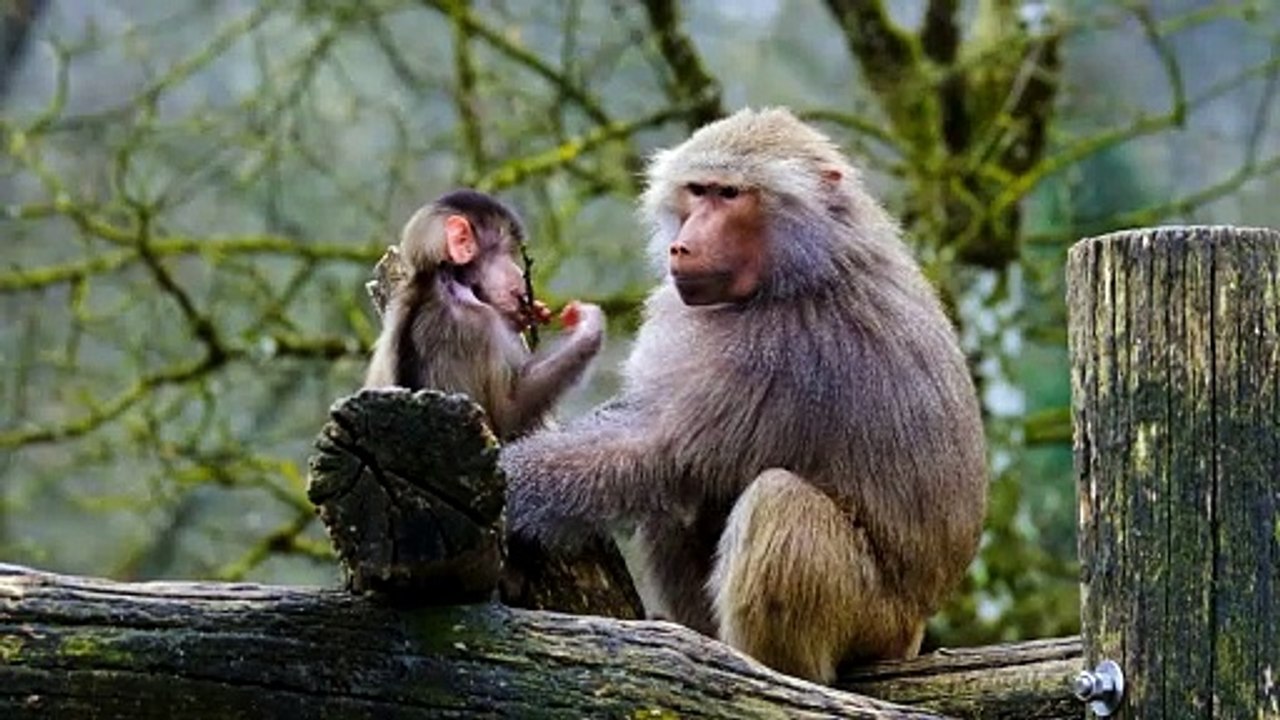 Beautiful Baboon ape cub