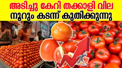 തക്കാളി തൊട്ടാൽ കെെപൊളളും സെഞ്ച്വറി കടന്ന് വില | Tomato Price Hike