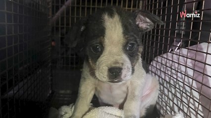 Les pompiers interviennent pour sauver une portée dans les égouts : un des chiots leur pose un vrai défi