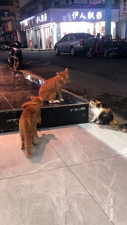 Cat Fights