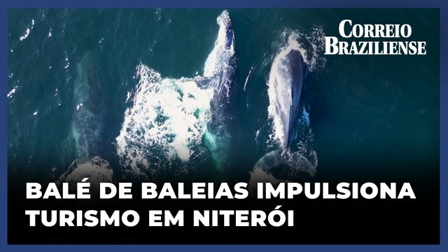 BALÉ DAS BALEIAS-JUBARTES ENCANTAM E IMPULSIONAM ECOTURISMO EM NITERÓI