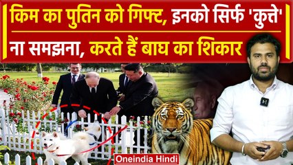 Kim Jong ने Putin को गिफ्ट में क्यों दिए ये Dog, इनका खर्चा आपकी जेब खाली कर देगा | वनइंडिया हिंदी