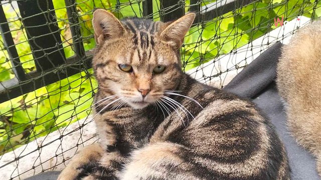À 18 ans, cette chatte a été trouvée dans la rue avec un oeil presque crevé et attend maintenant une nouvelle vie