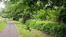 Overhanging trees in Lisburn