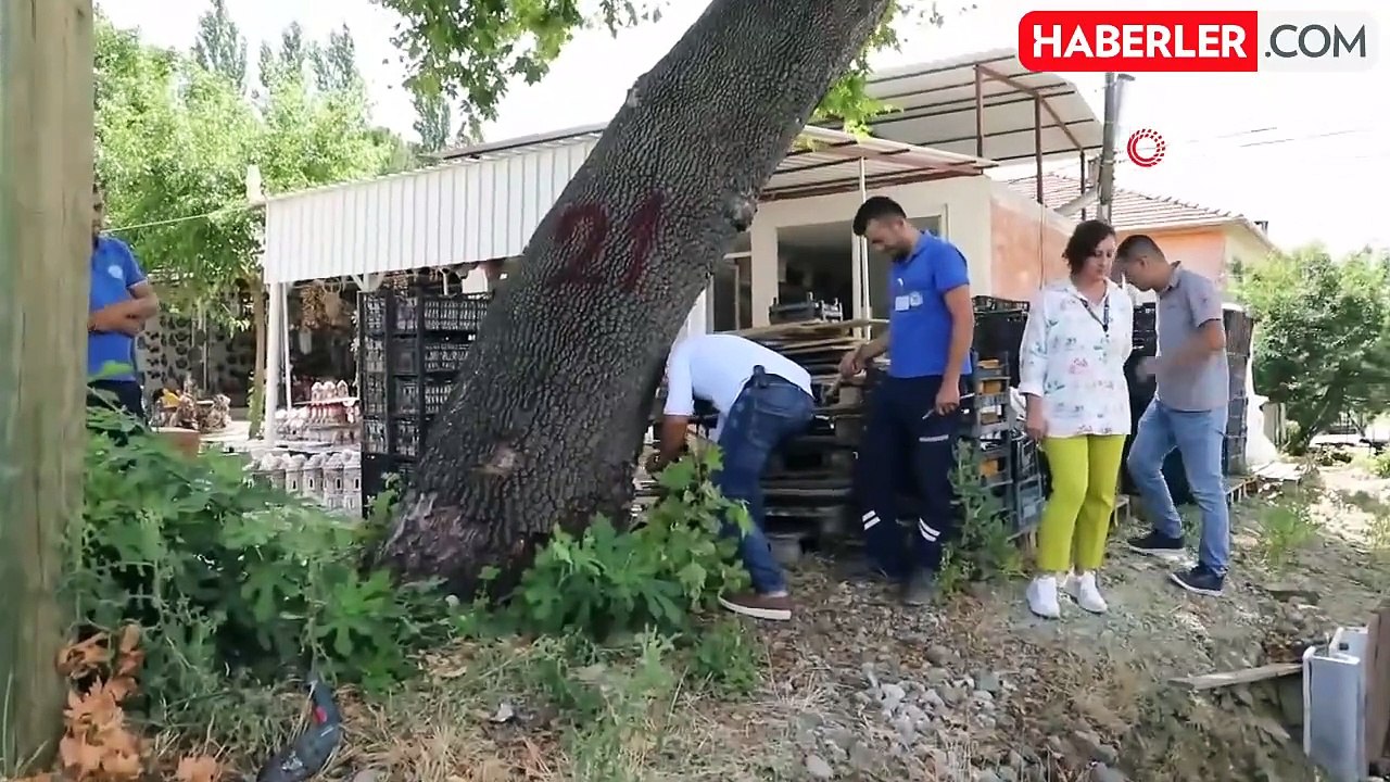 Muğla'da Turunçgil Uzun Antenli Böceği Alarmı