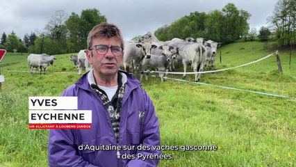 Avec le croisement, « je vends les broutards des primipares plus cher »