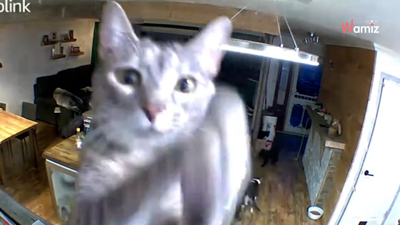 Dziewczyna wyjeżdża na studia: Jej kotka znajduje wzruszający sposób, by pokazać jej, jak bardzo tęskni