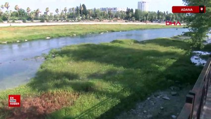 Seyhan Nehri'ni yosun kapladı