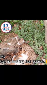 My cat is feeding her babies.