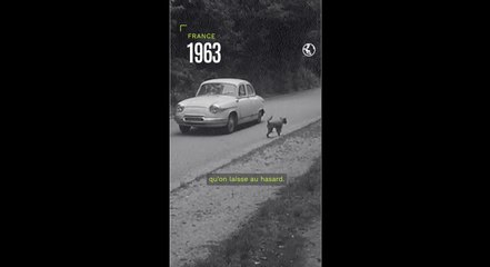 France, 1963 : l'abandon des animaux avant les vacances explose, la SPA les sauve