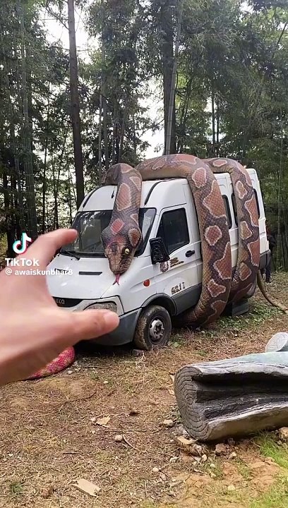 Snake video