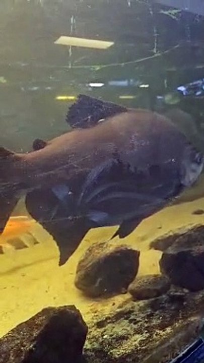 Fish