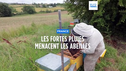 Intempéries en France : les fortes pluies menacent les abeilles